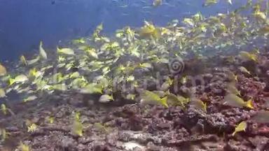 马尔代夫洁净清水背景下的黄条<strong>鱼</strong>流派。